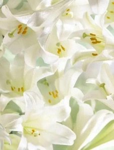 ​这10种白色花卉，清新又气质，买买买就对了！