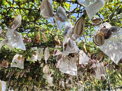 ​韶关始兴网红水果“八月炸”挂满藤，采摘正当时