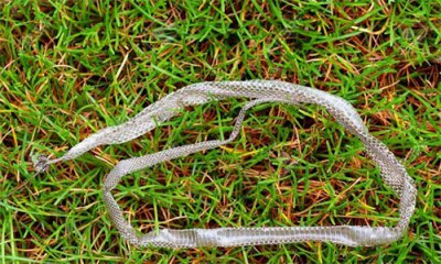 ​蛇蜕的皮千万别碰！背后隐藏的危害你可能想象不到！