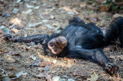 ​灵长类动物的性暴力：雌猩猩屡遭异性袭击，雄狒狒为何能妻妾成群
