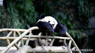 ​国宝熊猫租借给外国：看似可爱的微笑，却隐藏着这些问题？