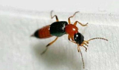 ​毒隐翅虫咬后有毒吗