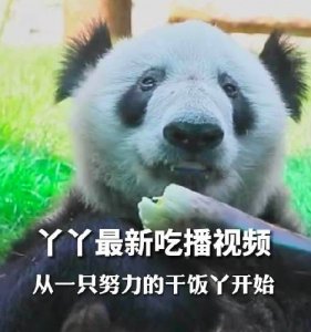 ​北动公布丫丫最新画面 肉眼可见的长胖了毛发也光滑了