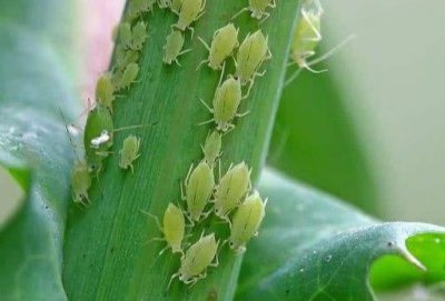 ​农村菜地里长蚜虫怎么办？用这10种方法防治，连农药钱都省了