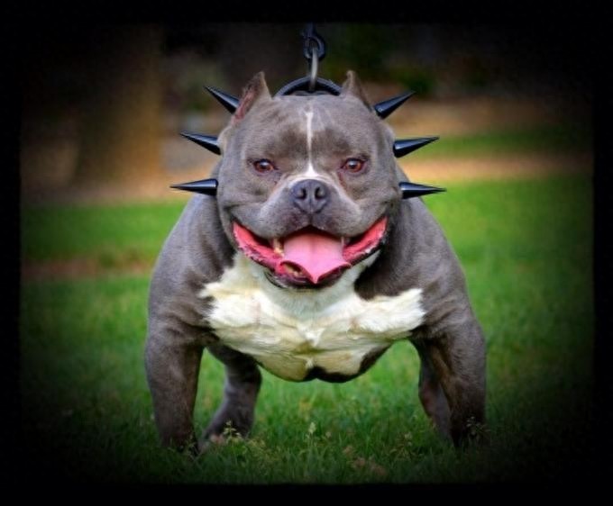 超大型美国恶霸犬：一种男人的犬！