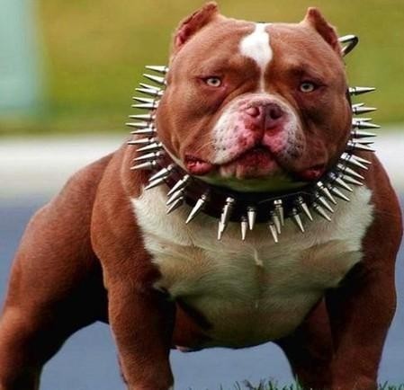 超大型美国恶霸犬：一种男人的犬！