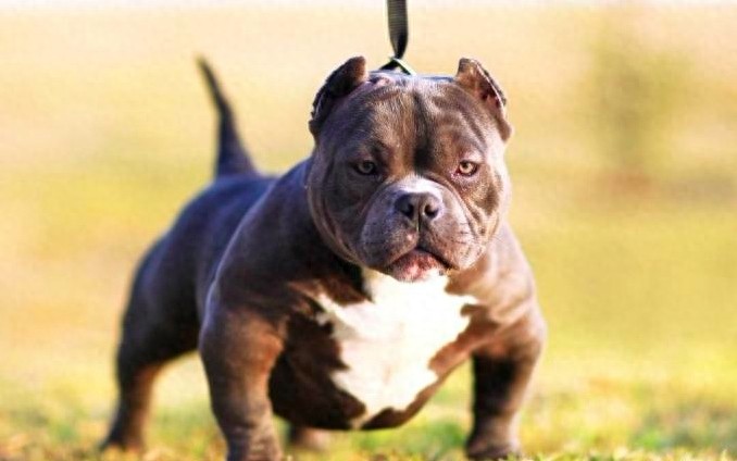 超大型美国恶霸犬：一种男人的犬！