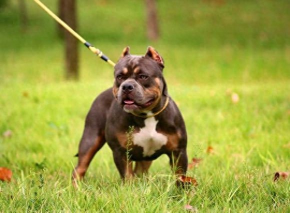超大型美国恶霸犬：一种男人的犬！