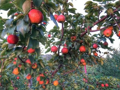 ​南果梨减产 售价翻倍