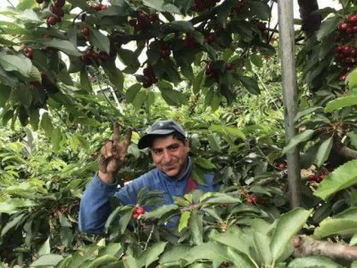 ​智利顶级车厘子桑缇娜santina，是否适合国内栽种？