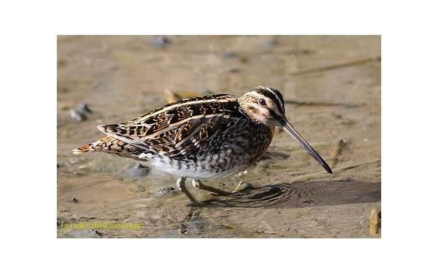 吴亚馨李宗瑞（曾与罗志祥传绯闻的吴亚馨）