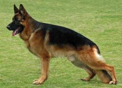 ​德国黑背和中国马犬，究竟谁更强?