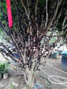 ​优质农产品 | 长在树上的“葡萄”——嘉宝果