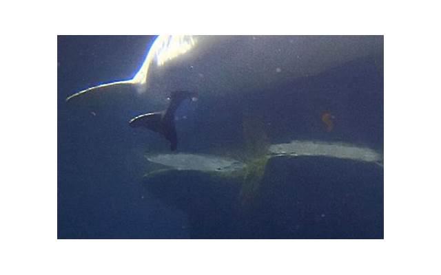 康姨母结局是什么(康姨母和小秦氏的结局) 康姨母结局是什么(康姨母和小秦氏的结局)