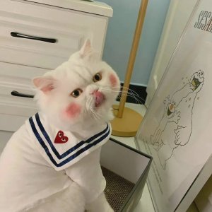 ​作者合集：沐清雨（军旅+甜宠）