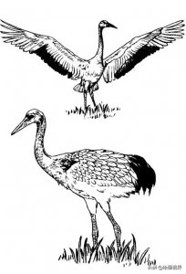 ​仙鹤很难画？从 结构到整体教你画仙鹤，简单易学，收藏起来临摹