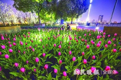 ​魔幻之花霓虹裳 申城郁金香花开正艳