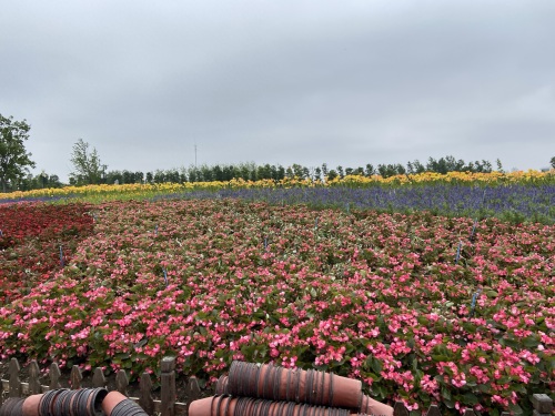 盐城大丰荷兰花海游