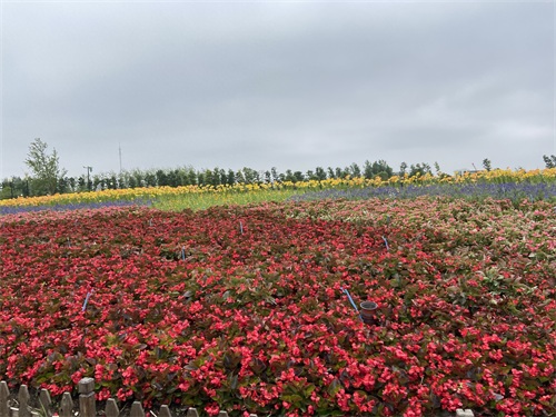 盐城大丰荷兰花海游