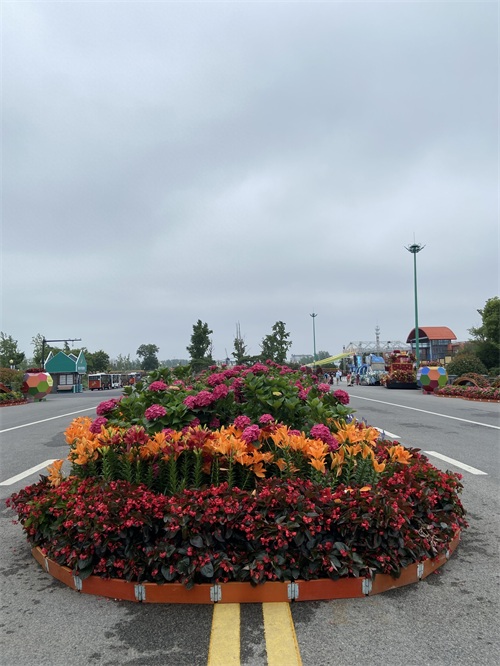 盐城大丰荷兰花海游