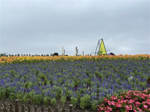 盐城大丰荷兰花海游