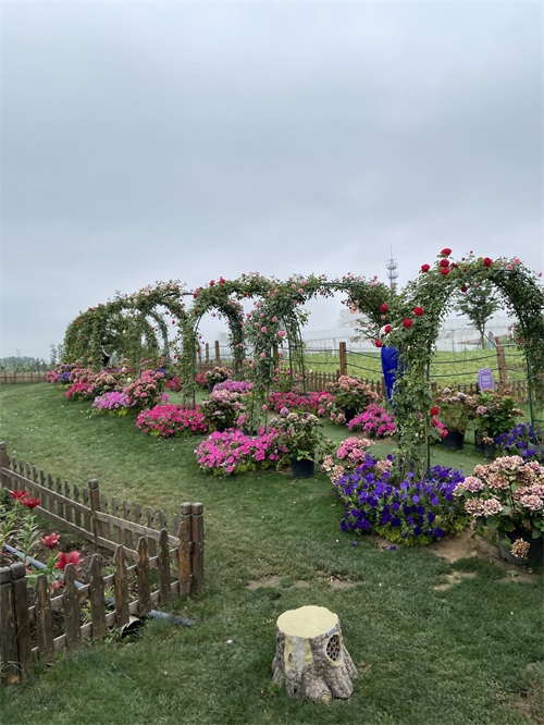 盐城大丰荷兰花海游