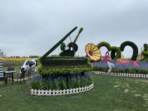 盐城大丰荷兰花海游