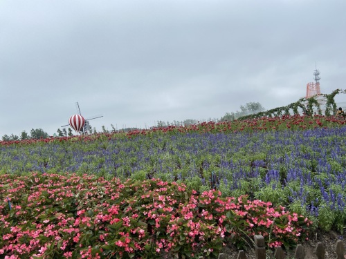 盐城大丰荷兰花海游