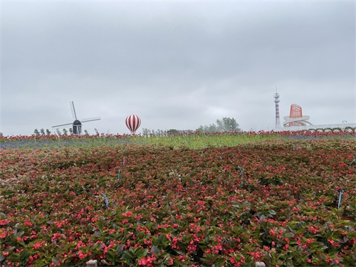 盐城大丰荷兰花海游
