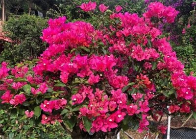 ​“花旺人旺”，夏天家里一定要养3种花，开花不断，喜气洋洋！