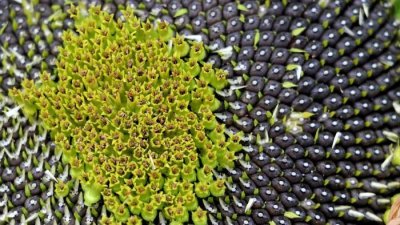 ​山东有个地方过年嗑瓜子，竟然是个体力活