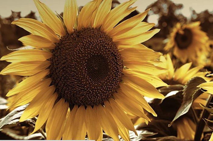 山东有个地方过年嗑瓜子，竟然是个体力活