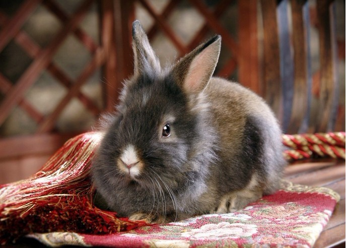 兔子的品种有哪些（盘点各种各样可爱的兔子）