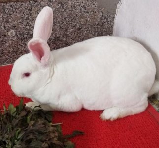 兔子的品种有哪些（盘点各种各样可爱的兔子）