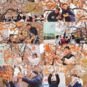 ​潍坊昌邑文山中学举办校园柿子节活动