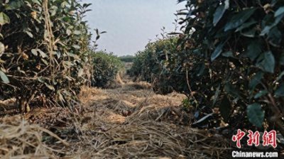 ​（乡村行·看振兴）江西柴桑区：推动秸秆“变废为宝” 促进农业可持续发展