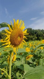 ​萧秋水有点冤