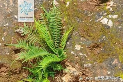 ​每日野菜了解-蕨菜