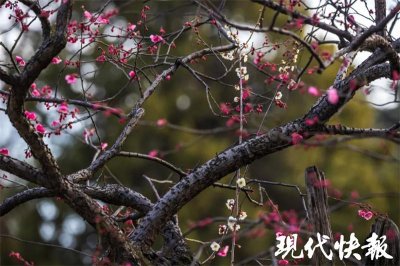 ​南京古梅长“白发”？沉默 600 年的隐性基因“爆发”了