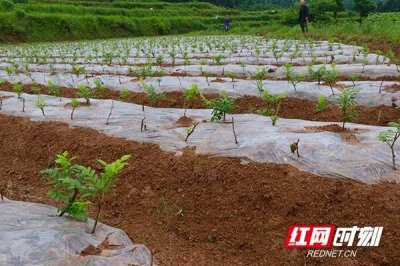​茅岩莓茶的功效(茅岩莓茶的功效与禁忌人群)