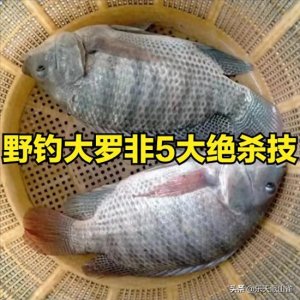 ​野钓大罗非5大绝杀技！老钓手亲测：这样配饵，新手秒变“非王”