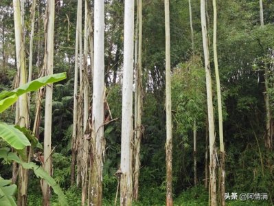 ​高产桉树种植技术要点