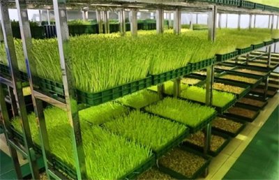 ​什么是芽苗菜、芽苗菜分类、常见芽苗菜种类和种植芽苗菜的优势
