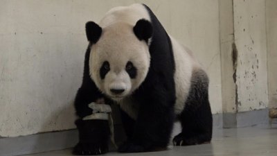 ​台北动物园称大熊猫“团团”遗体已解剖！市民自发前往悼念
