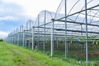 ​一个一亩地的大棚造价大约多少钱