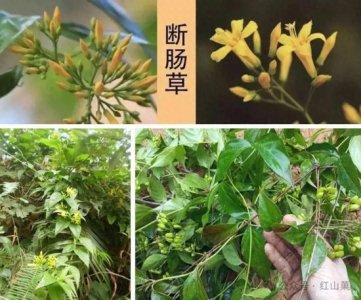 ​中国十大剧毒植物图鉴！每一种都“美丽又致命”