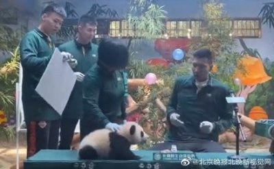 ​易建联被熊猫吓到，方硕反应亮了，网友：大哥不要面子的？
