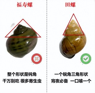​田螺VS福寿螺鉴别指南