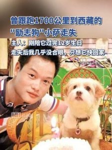 ​武汉传奇励志狗小萨失踪,曾陪伴主人穿越川藏线,今何在？