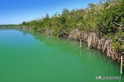 ​珠海淇澳红树林：从 “生态伤疤” 到 “海岸绿肺” 的重生之路